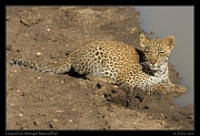  Leopard cub, Serengeti National Park � J. Zinn