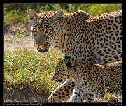  Leopardess and cub, Serengeti National Park � J. Zinn