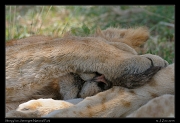  Sleepy lion, Serengeti National Park � J. Zinn