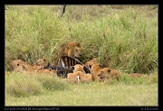  Lion pride on buffalo kill, Serengeti National Park � J. Zinn