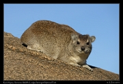  Rock Hyrax, Serengeti National Park � J. Zinn