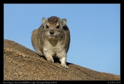  Rock Hyrax, Serengeti National Park � J. Zinn
