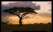  Sunrise with acacia tree, Serengeti National Park � J. Zinn