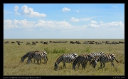  Zebra and Wildebeest, Serengeti National Park � J. Zinn