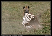  Hyena dragging zebra carcass, Serengeti National Park � J. Zinn