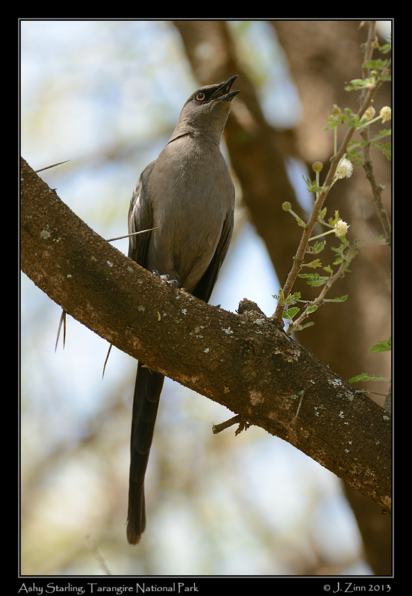 ashy_starling_5731a