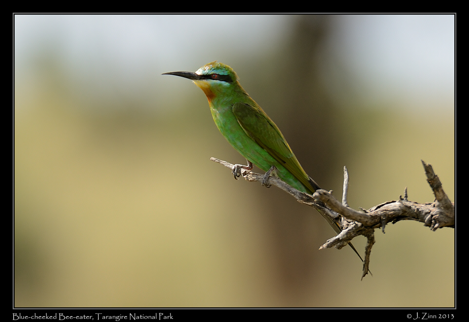 blue_cheeked_bee_eater_6406a