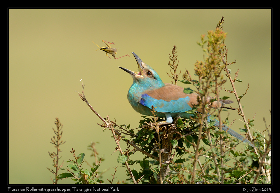 eurasian_roller_6208a