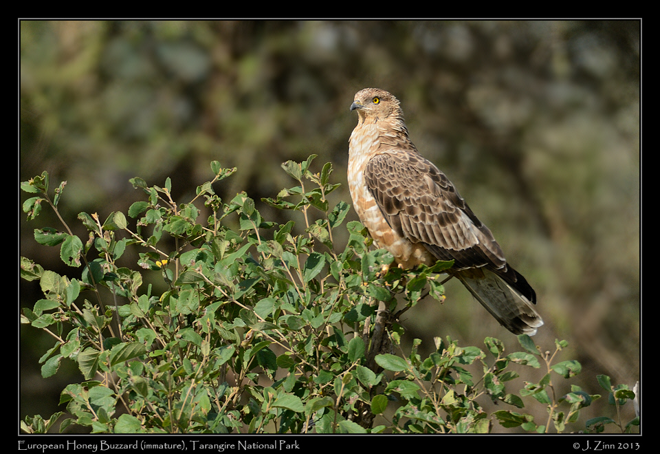 european_honey_buzzard_6107a