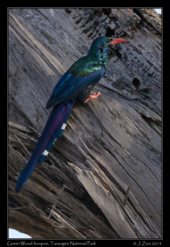green_woodhoopoe_5946b