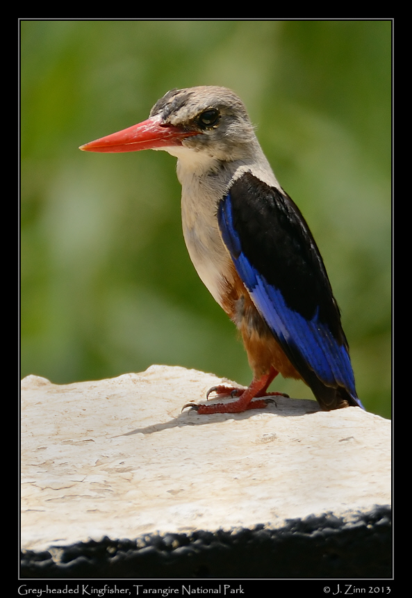 grey_headed_kingfisher_6368b
