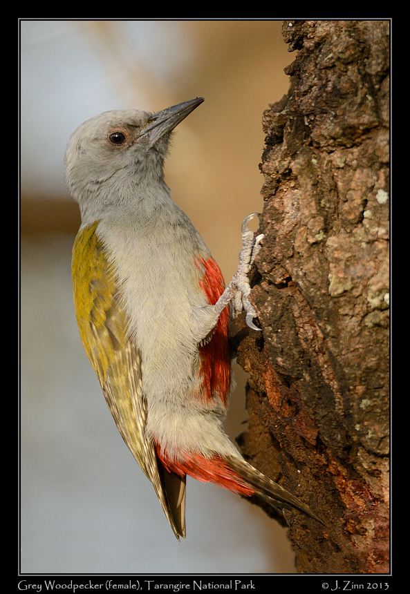 grey_woodpecker_6032a