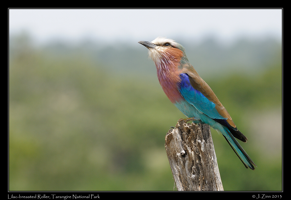 lilac_breasted_roller_0908a