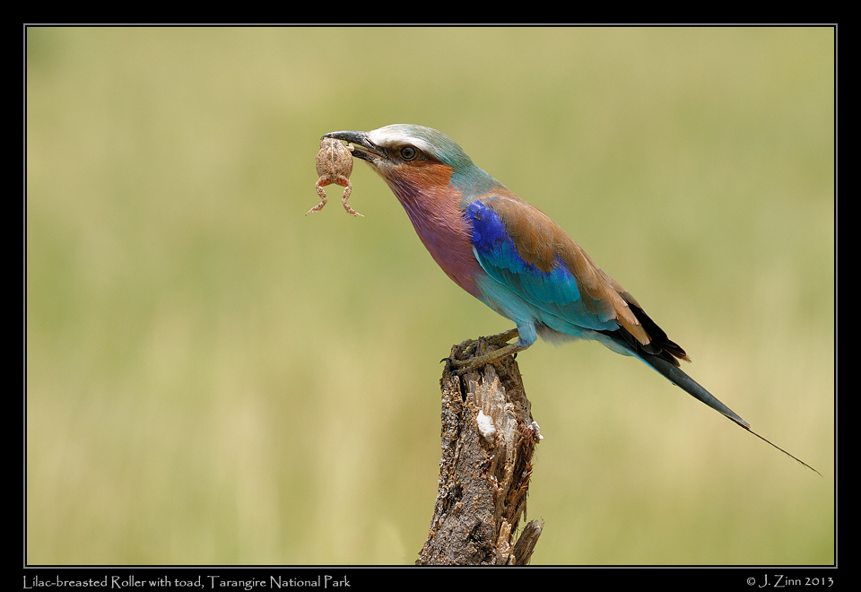 lilac_breasted_roller_0925a