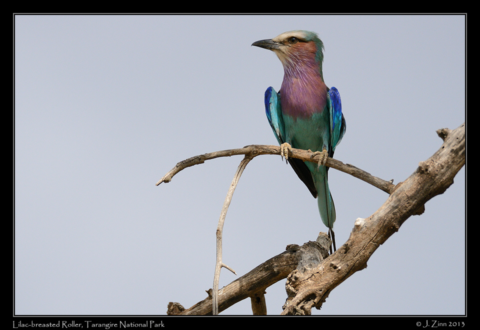 lilac_breasted_roller_5898a