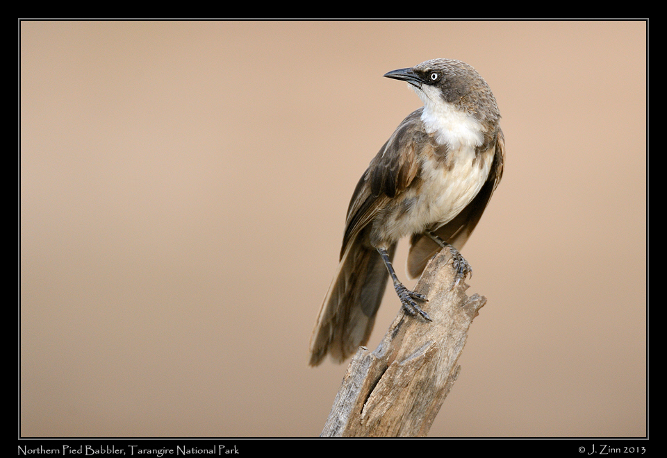 northern_pied_babbler_5987a