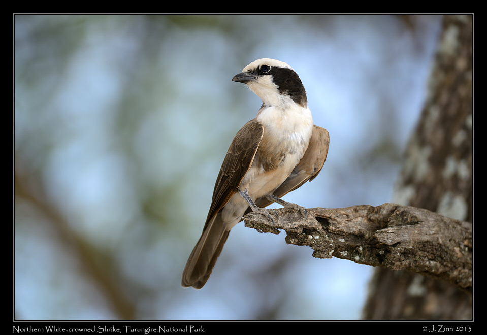 northern_white_crowned_shrike_5925a