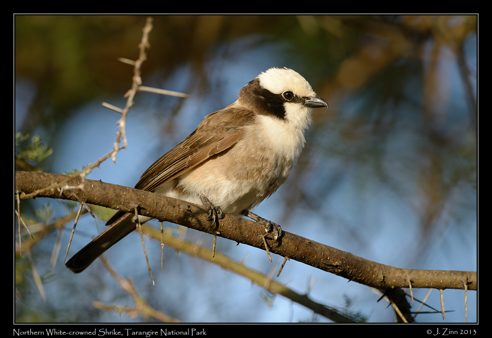 northern_white_crowned_shrike_6594a