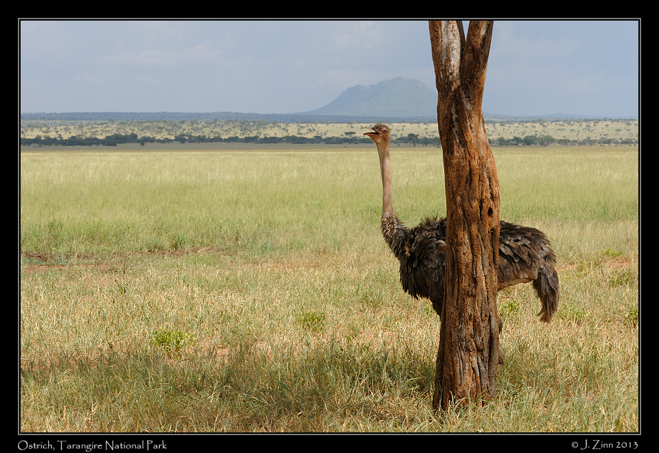 ostrich_0947a