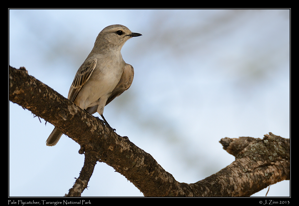 pale_flycatcher_5920a