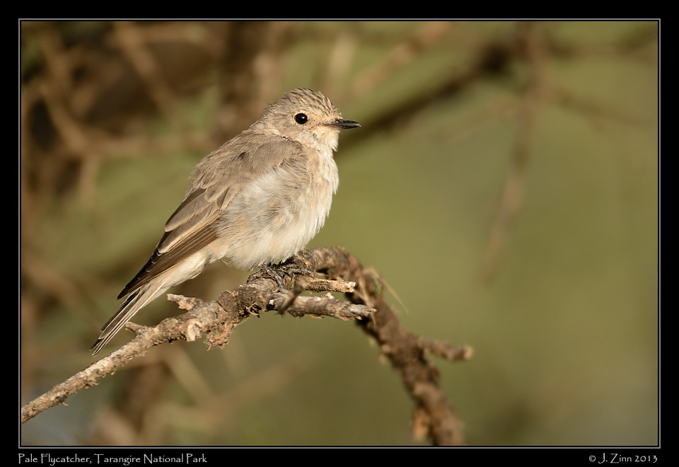 pale_flycatcher_6028a