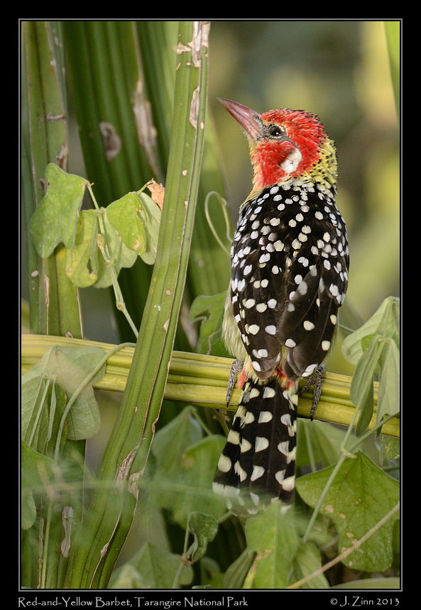 red_and_yellow_barbet_6040b