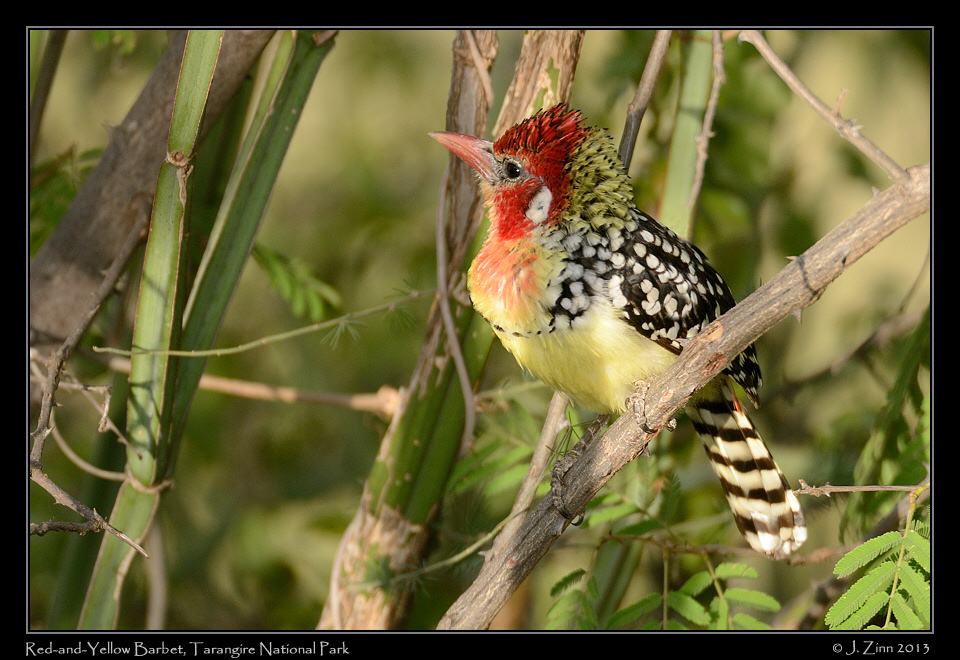 red_and_yellow_barbet_6053a
