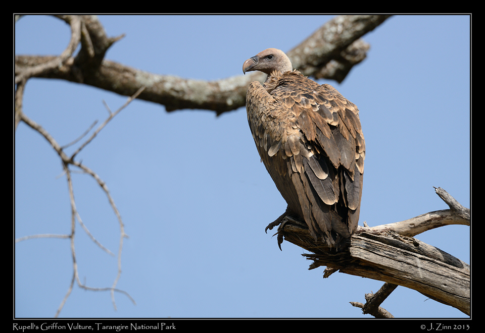 rupells_griffon_vulture_6163a