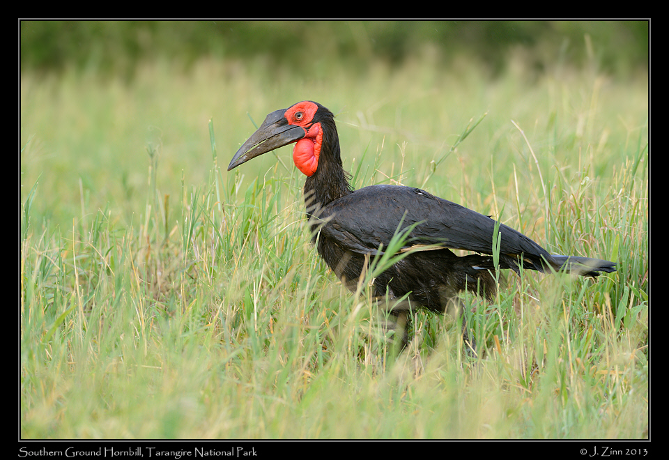 southern_ground_hornbill_6422a