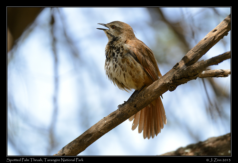 spotted_palm_thrush_5713a