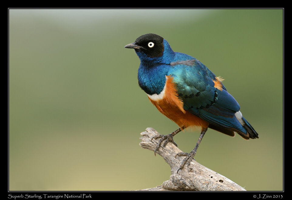 superb_starling_6442a
