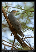  African Cuckoo, Tarangire National Park � J. Zinn