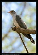  African Cuckoo, Tarangire National Park � J. Zinn