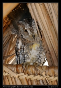  African Scops Owl, Tarangire Safari Lodge � J. Zinn