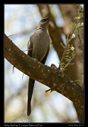  Ashy Starling, Tarangire National Park � J. Zinn