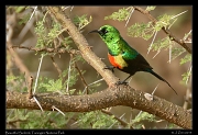  Beautiful Sunbird, Tarangire National Park � J. Zinn
