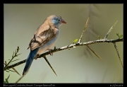  Blue-capped Cordonbleu (female), Tarangire National Park � J. Zinn