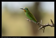  Blue-cheeked Bee-eater, Tarangire National Park � J. Zinn