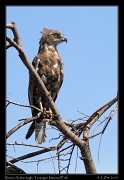  Brown Snake-eagle, Tarangire National Park � J. Zinn