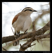  Brown-crowned Tchagra, Tarangire National Park � J. Zinn