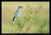  Eurasian Roller, Tarangire National Park � J. Zinn