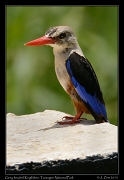  Grey-headed Kingfisher, Tarangire National Park � J. Zinn