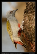  Grey Woodpecker (female), Tarangire National Park � J. Zinn