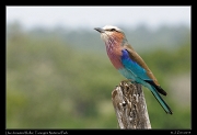  Lilac-breasted Roller, Tarangire National Park � J. Zinn