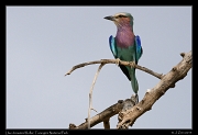  Lilac-breasted Roller, Tarangire National Park � J. Zinn