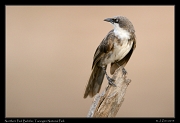  Northern Pied Babbler, Tarangire National Park � J. Zinn