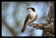  Northern White-crowned Shrike, Tarangire National Park � J. Zinn