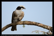  Northern White-crowned Shrike, Tarangire National Park � J. Zinn
