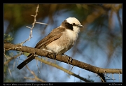  Northern White-crowned Shrike, Tarangire National Park � J. Zinn