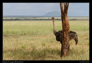  Ostrich, Tarangire National Park � J. Zinn